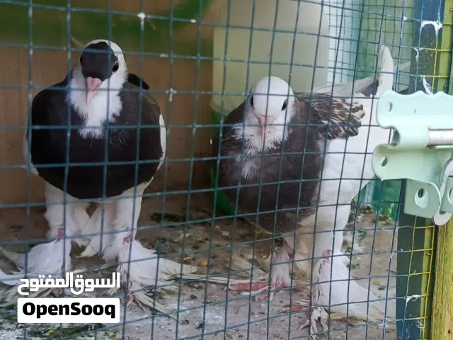 حمام مال محميه