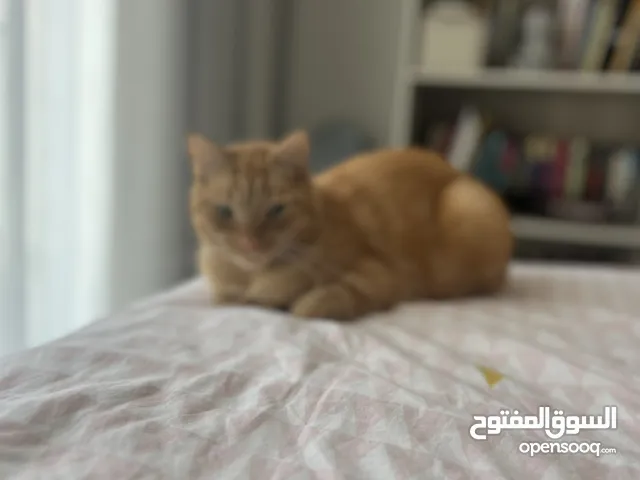 Super cuddly, adorable and snuggle buddy male cat looking for loving family