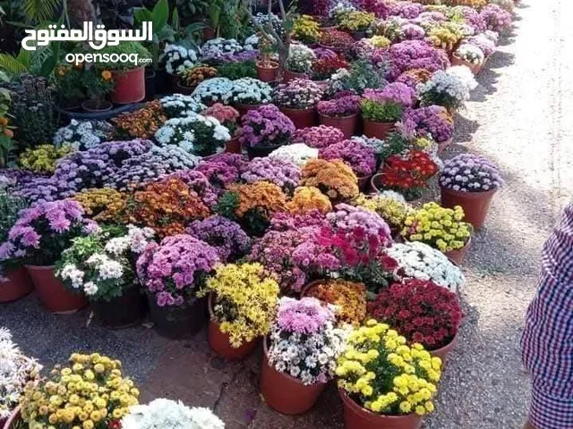 أشجار زينه أشجار مثمرة ورود بجميع الانواع توصيل لباب بيتك