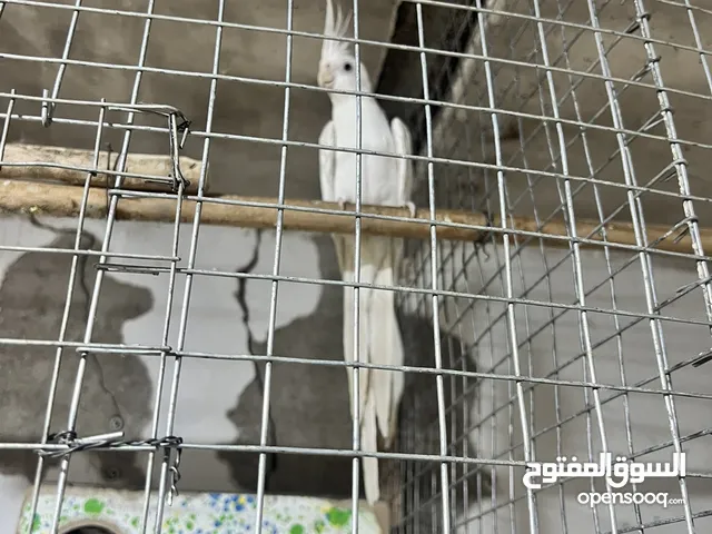 فحل كوكتيل البينو عيون حمر مبزر عندي سابقن