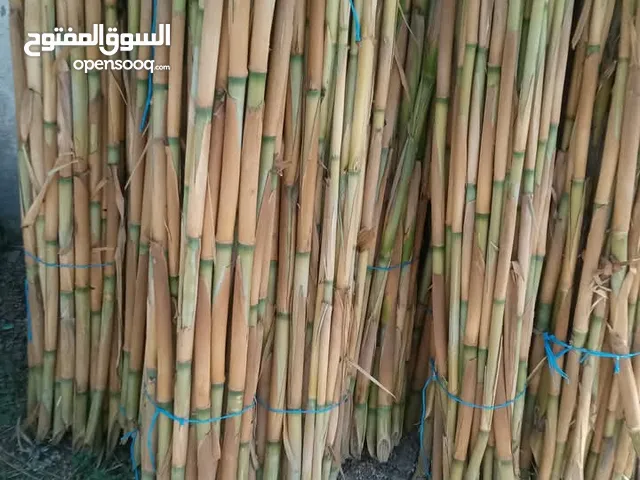 قصيب لسند الفلفل والشتال والمعرشات بأقل الاسعار والجوده اتصل بنا أو احجز على الواتس اب