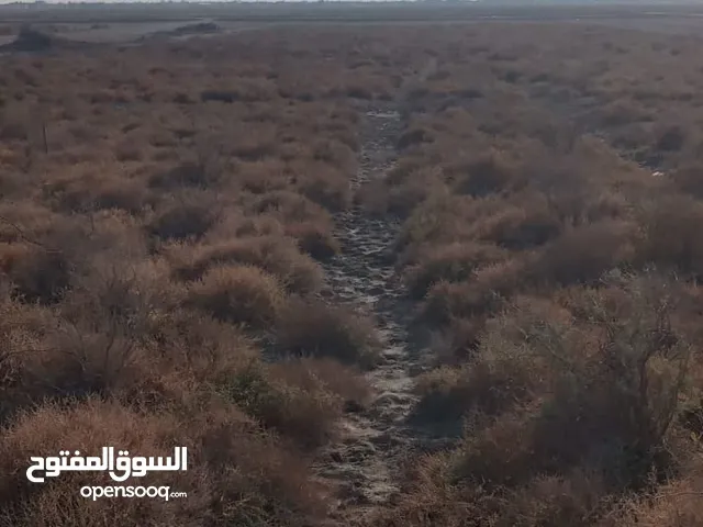 Farm Land for Sale in Basra Tannumah