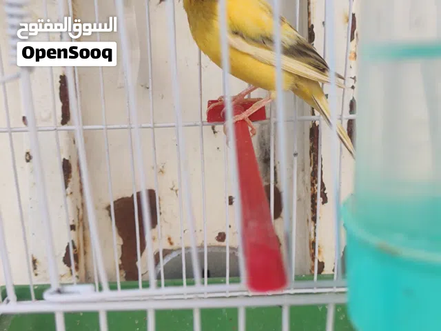 دكر كناري السعر ساوم    طالع من غيار ريش كيف بادي