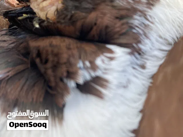 لاصحاب الخبره ما هو هذا المرض