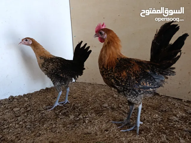متاح فيومي ذهبي فروج ع وجه بياض