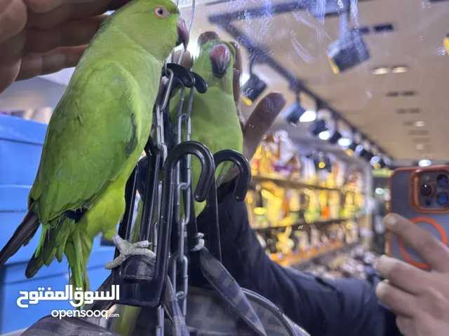 طير دره اليف صحه ونضافه معاه قفص كاسكو