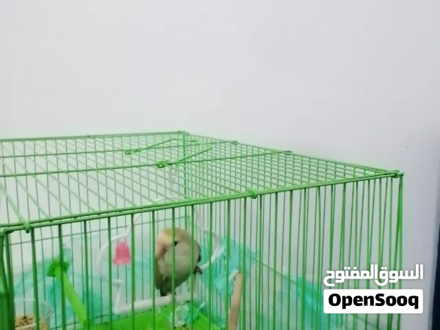 ببغاء روز لا يعاني من اي مشاكل السعر 200درهم