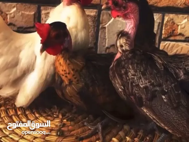 للبيع دجاج حبحب