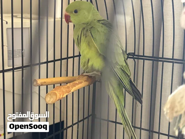 للبيع بغبغاء بيبي متوه