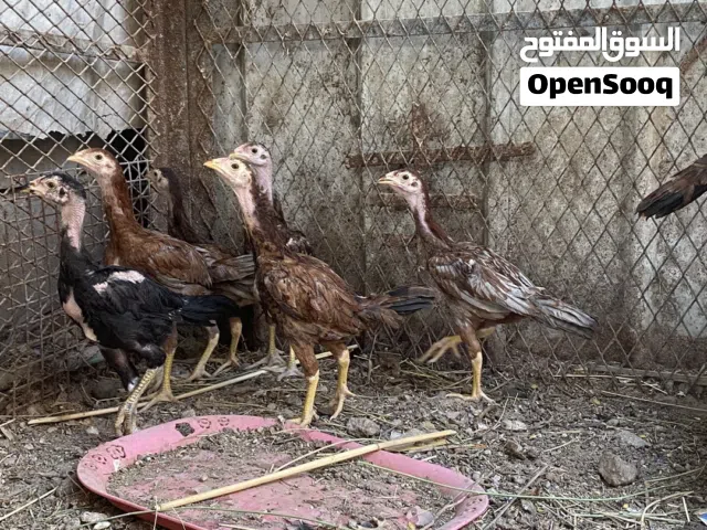 دجاج هندي للبيع