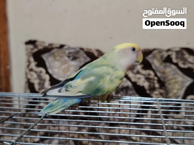 حبة روز صحه ونظافه