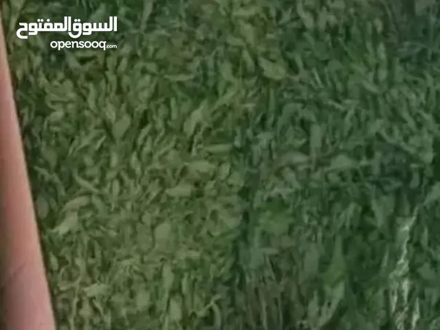 نعناع مجفف طبيعي100%