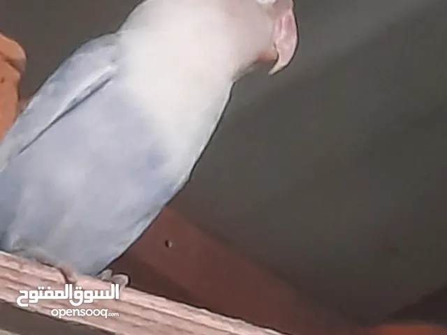 جوز فيشر شغال كفالة إنتاج ان شاء الله