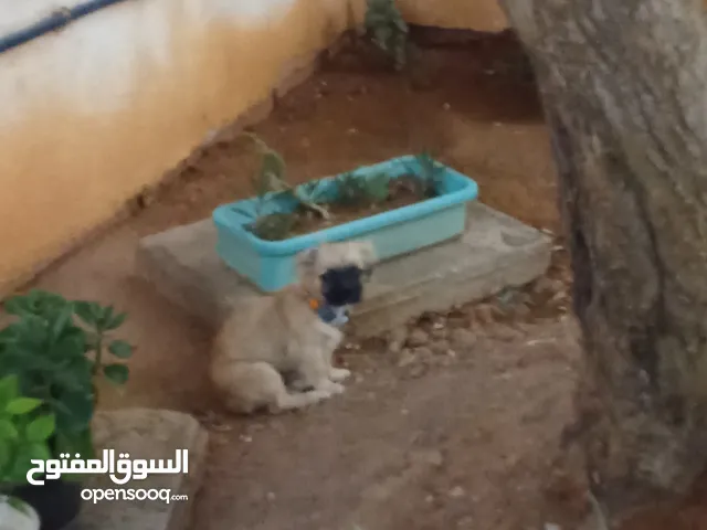 كلب بيكينوار
