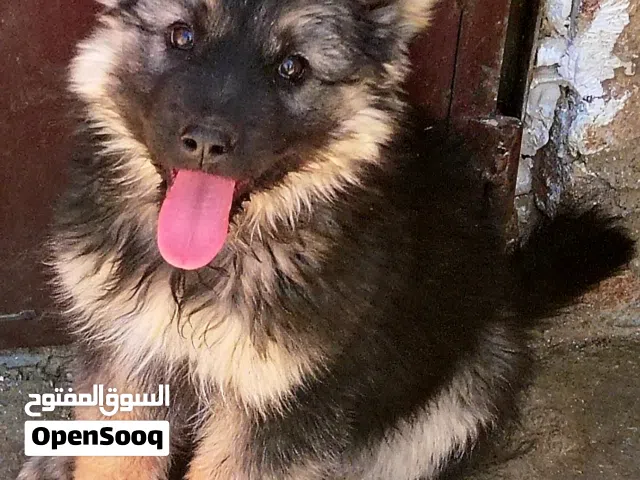 جروه جرمن 3 شهور 7 مخالب