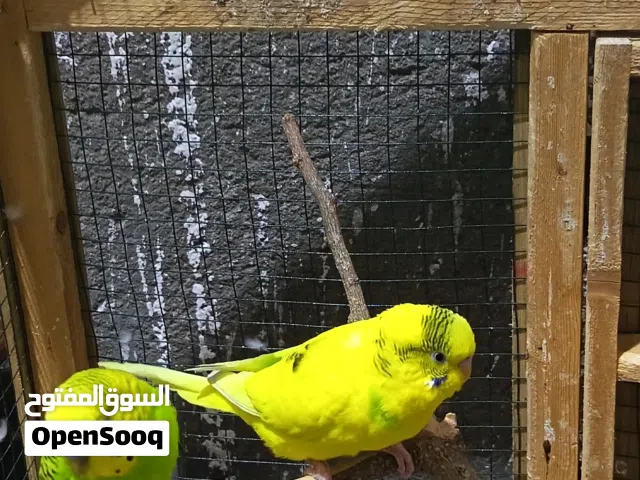طيور حب ذكوره فول تغريد