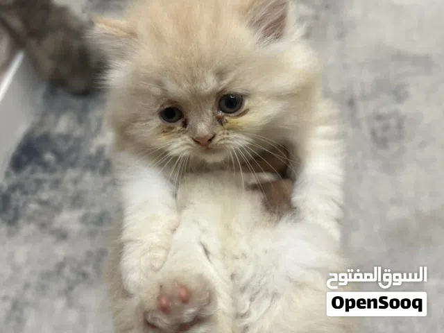 Persian kittens