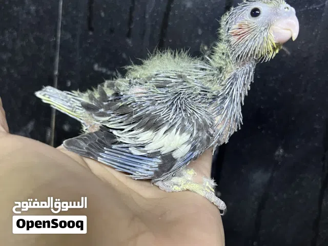 كوكتيل زق عمره 17 يوم