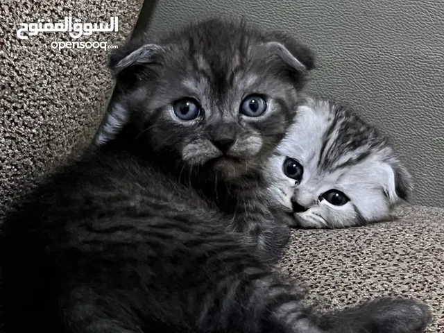 قطط سكوتش فولد