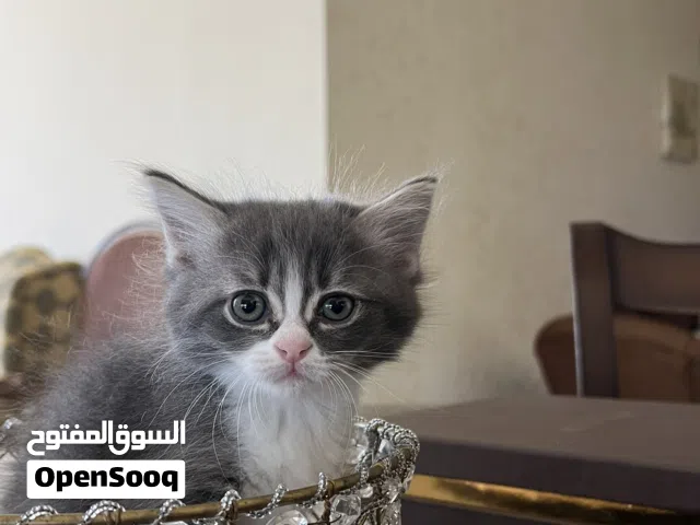 ما شاء الله خمس قطط سعر رمزي