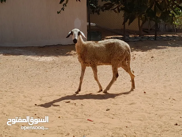 فطيمه وطنيه الله يبارك كيف مبدله تنيه عشره بادن الله سليمه من العيوب والامراض