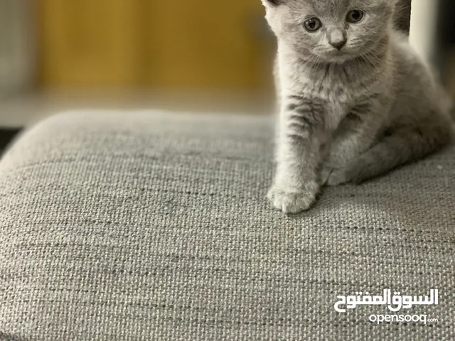 Scottish fold female kittens for sale