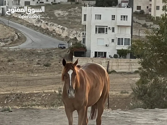 فرس انجليزيه فل مسجله في نادي السباق للخيول