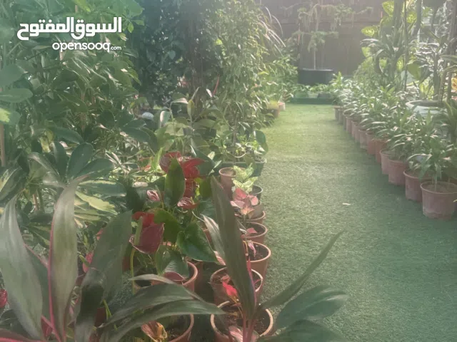 نباتات داخلية للمنزل