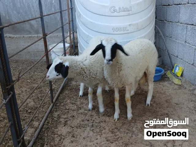 حوليتين توميات