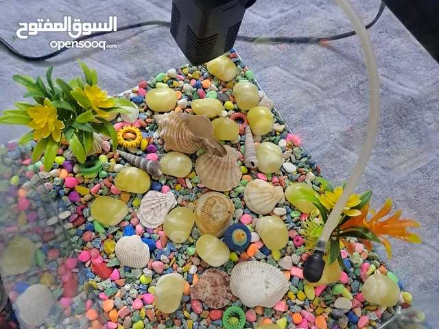 حوض سمك مع جميع أغراضو