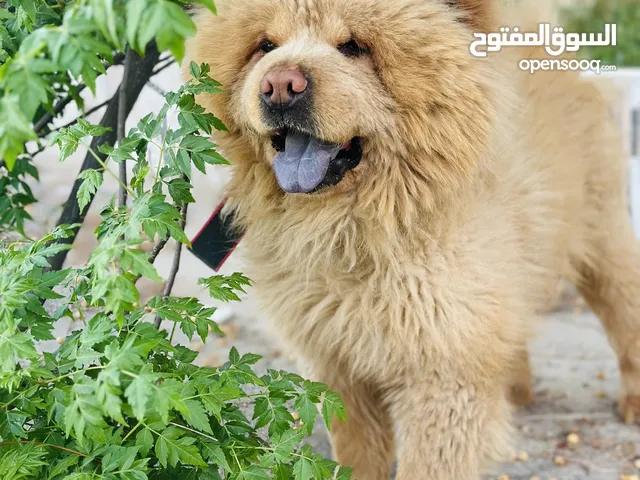 تشاو تشاو ذكر مستوى عالي