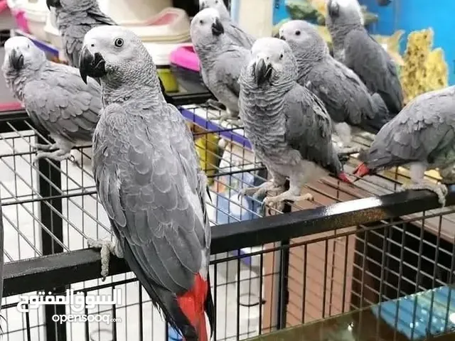 مطلوب كاسكو متكلم