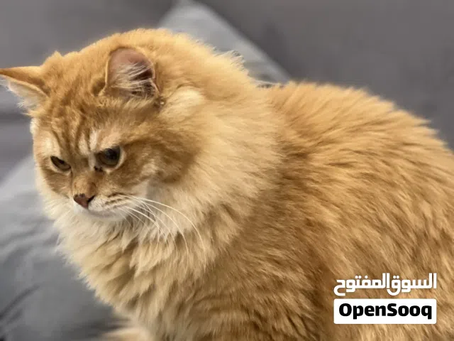 قط شيرازي لونه جميل عمره 11شهر اليف جداً وبصحه ممتازه ويصلح لتزاوج والإنجاب بسعر 450درهم