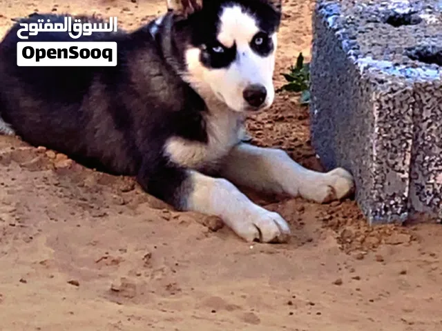 كلب هاسكي دكر