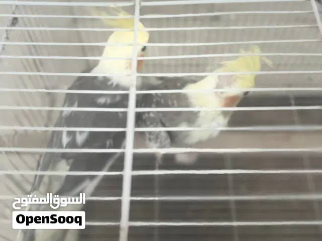 كوبيه كوكتيل إيزابيل