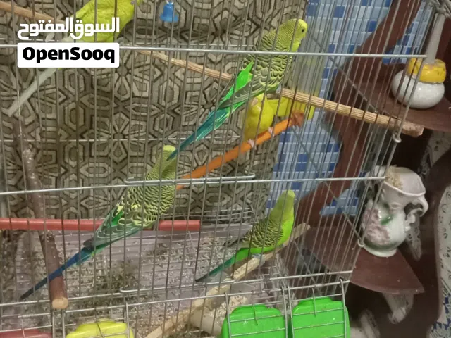 طيور البيريش