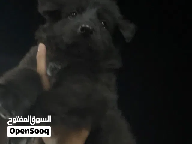جراوي جيرمن لونج هير