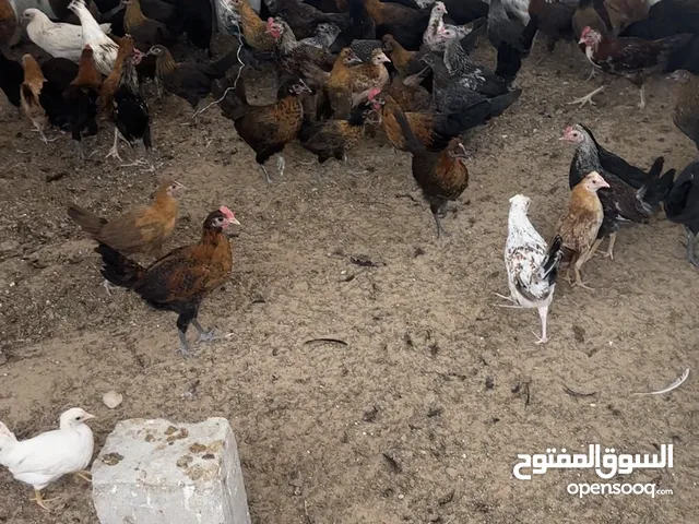 للبيع فروخ دجاج عربي مشكل مطعمين