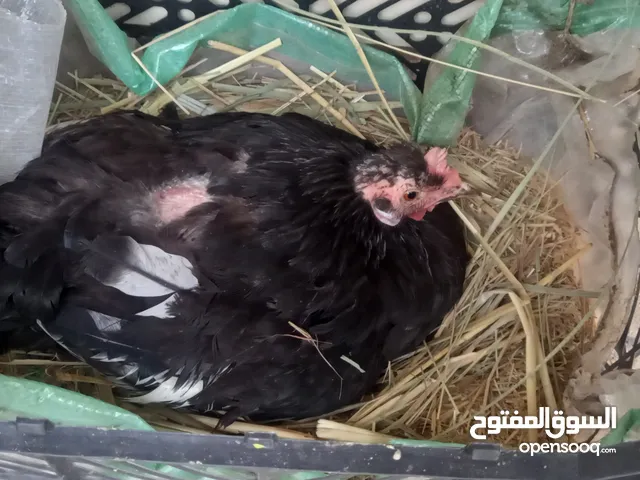 دجاجه عرب كويتيه رس شرط عرب قديم كاركه عل بيضات سعر 40قفل مكاني عويسيان قفل هيه وبيضها