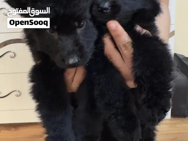 للبيع جراوي جيرمن سيبر بيور عمرهم 45 يوم بصحه ممتازه جدا ونشاط عالي مع التحصينات والجواز ماله الون ا