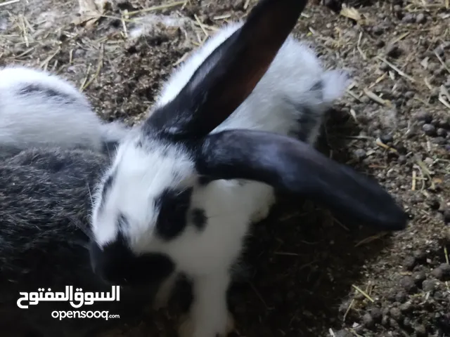 ارانب بابيون هجين
