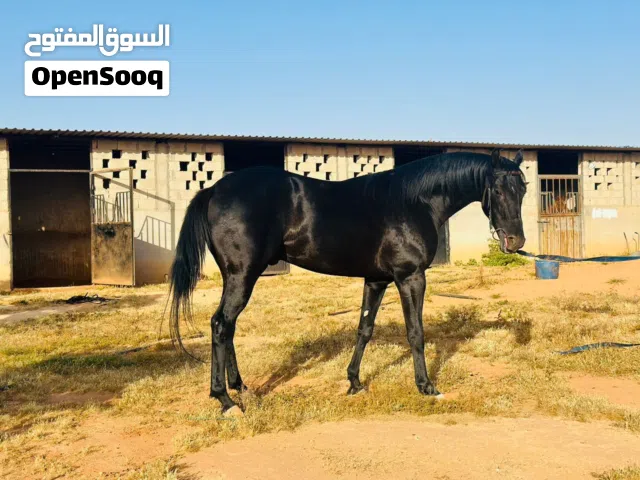 حصان ماشاءالله لاقوت الا بالله