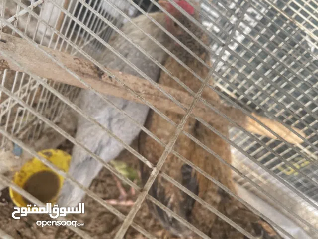 للبيع ديج ودجاجه