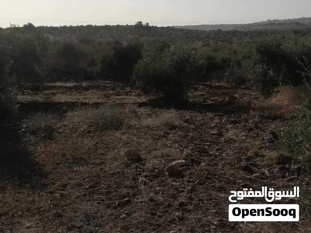 ارض زراعية مشجرة زيتون مفروزة بقوشان مستقل للبدل او بيع