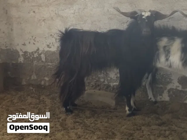 تيس محلي للبيع ع 120