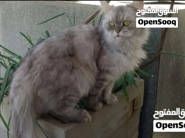 قطه همالايا للتبني مجانا