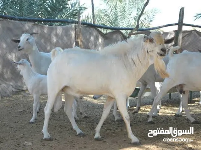 أغنام صومالية أصلية – جودة عالية وأسعار منافسة ! و توصيل لجميع ولايات سلطنة عُمان