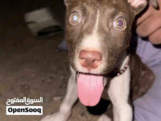 كلب بيتبول صفير السعر 200