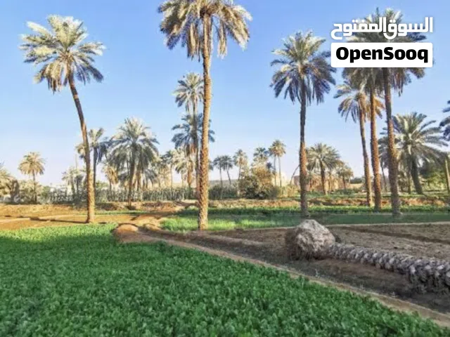 مطلوب مزرعه في بركاء او المصنعه