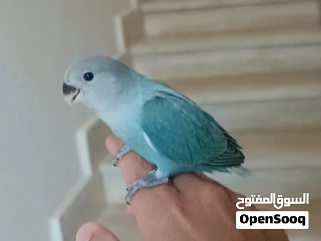 عصفور روز مروض فل ريش تام ناشط ونظيف